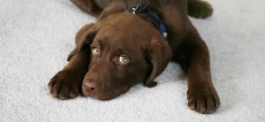 A chocolate lab laying on a gray carpet