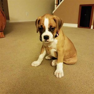 A little brown and white puppy sitting on a carpet